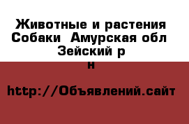 Животные и растения Собаки. Амурская обл.,Зейский р-н